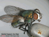 The Fly