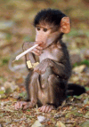 Smoking monkey