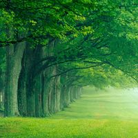 At the edge of the wood