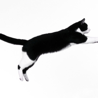 It's a Bird,  it's a plane, it's ..... Super Kitty !!!