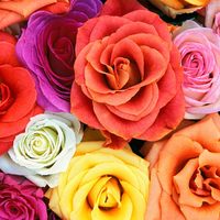 A rose is a rose is a rose ....