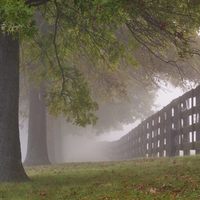 Mystical Morning