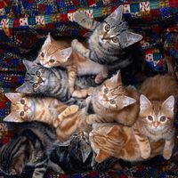 Where's Mom ??