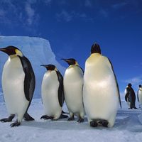Tux and friends :>)