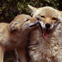 Ok, ok ... that tickles !