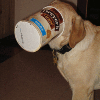 This Dog's Name Is PUCK