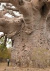 Big BOab Tree
