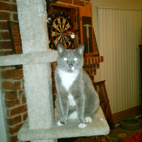 my new cat..."Slim"