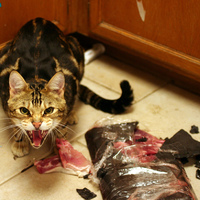 Don't mess with kitty