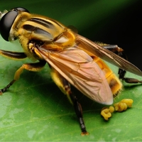 More shit from a bee