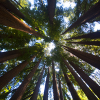 Endless Trees (terraspirit series)