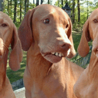 HILLBILLY DOGS