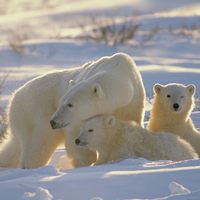 Polarized Parenting