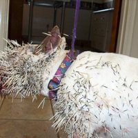 DOG VS PORCUPINE 2