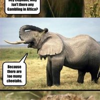 too many cheetahs