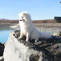 My dog had to be put down this morning :(