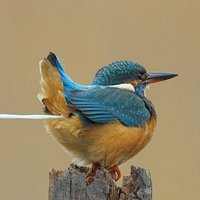 at dawn, a bird did shit 