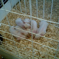 pile-o-piggies