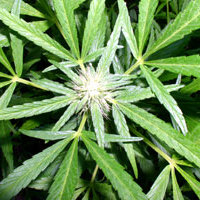 whimpy bud