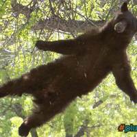 Falling Bear is dead