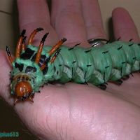WTF is this?