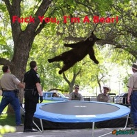 I'm a bear