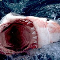 Great White off of Africa