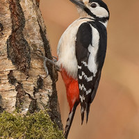 Great Spotted Woodpecker