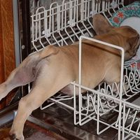 Good little dishlicker