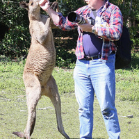 Boxing Kangaroos