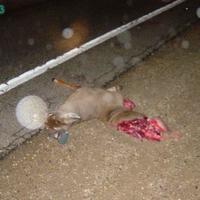 Deer hit