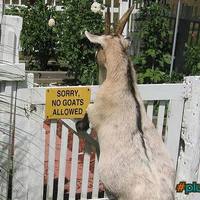 No Goats Allowed