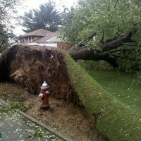 Shallow roots...