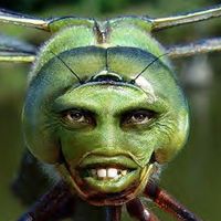 BUGMAN