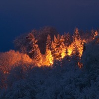 forest fire