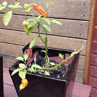 My ghost chillis