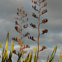 Flax flowers