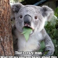 What real Koalas say, for Quasi.
