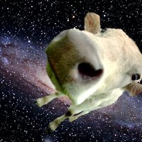 In space no one can hear your moo