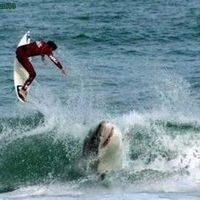 shark attack