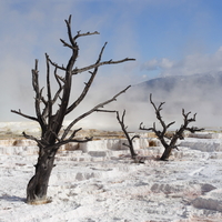Dead trees in Yellowstone National Park
