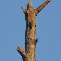 got wood