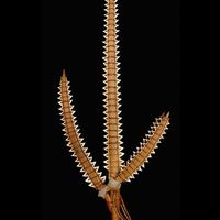 Fossil should like this one