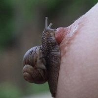 chinken skin