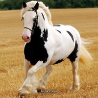 Magnificent Animal