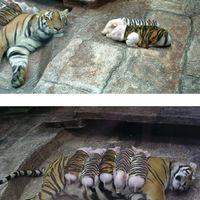 Tiger Piglets