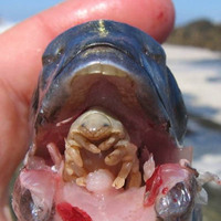 It's not the cat who's got your tongue!
