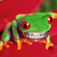 Tree Frog