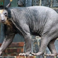 Russian hairless?