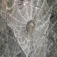 strings of dewey pearls